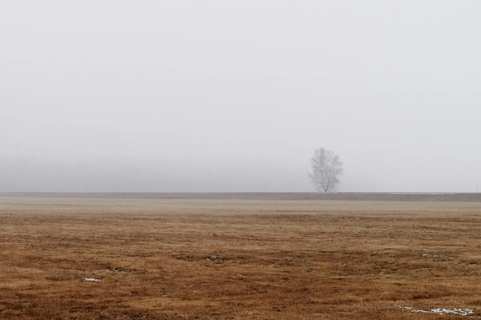 Mistig, vlak akkerland met één boom